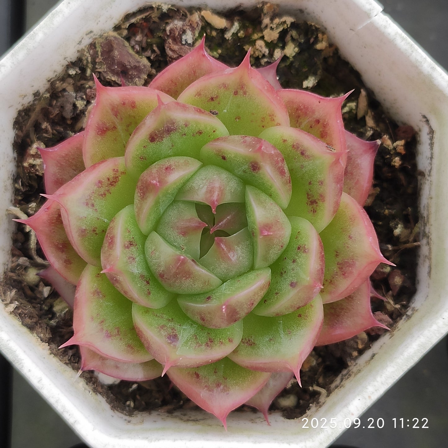 DQ176 マルガン x サックヤング(7cm pot)