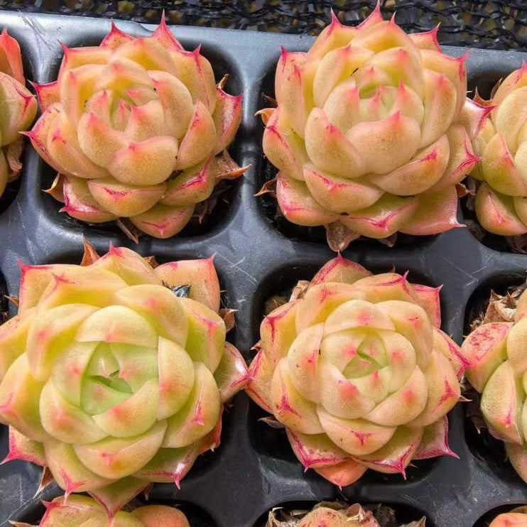 23527 スノー マウンティン(3cm pot)