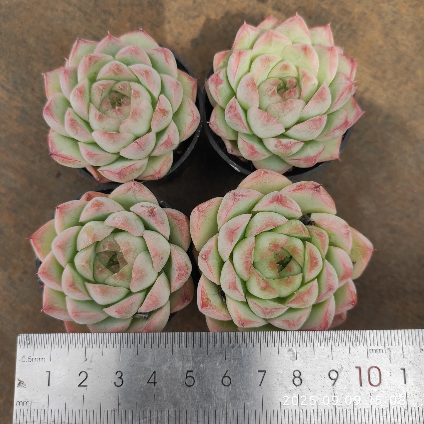 MMT826 クイーンオブピーチ(5.5cm pot)