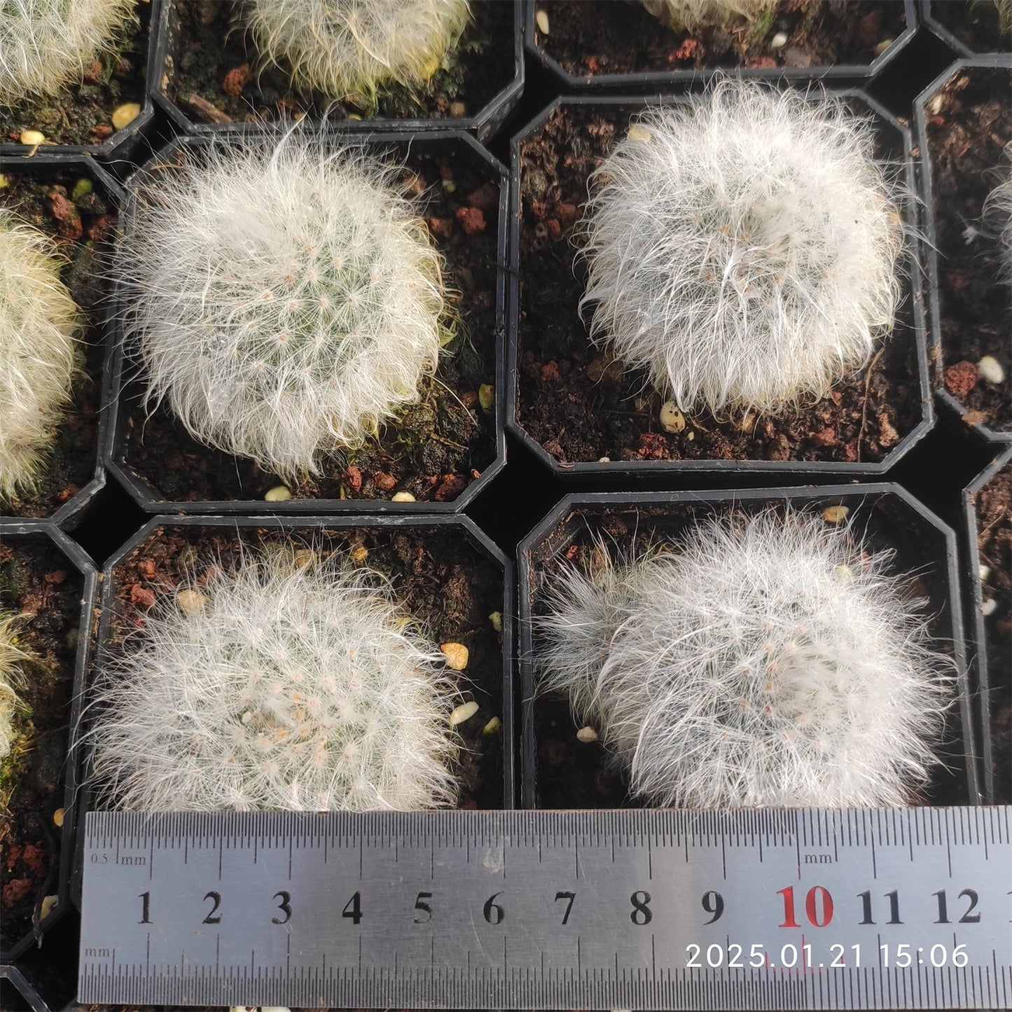 ZL424 月光殿(5cm pot)