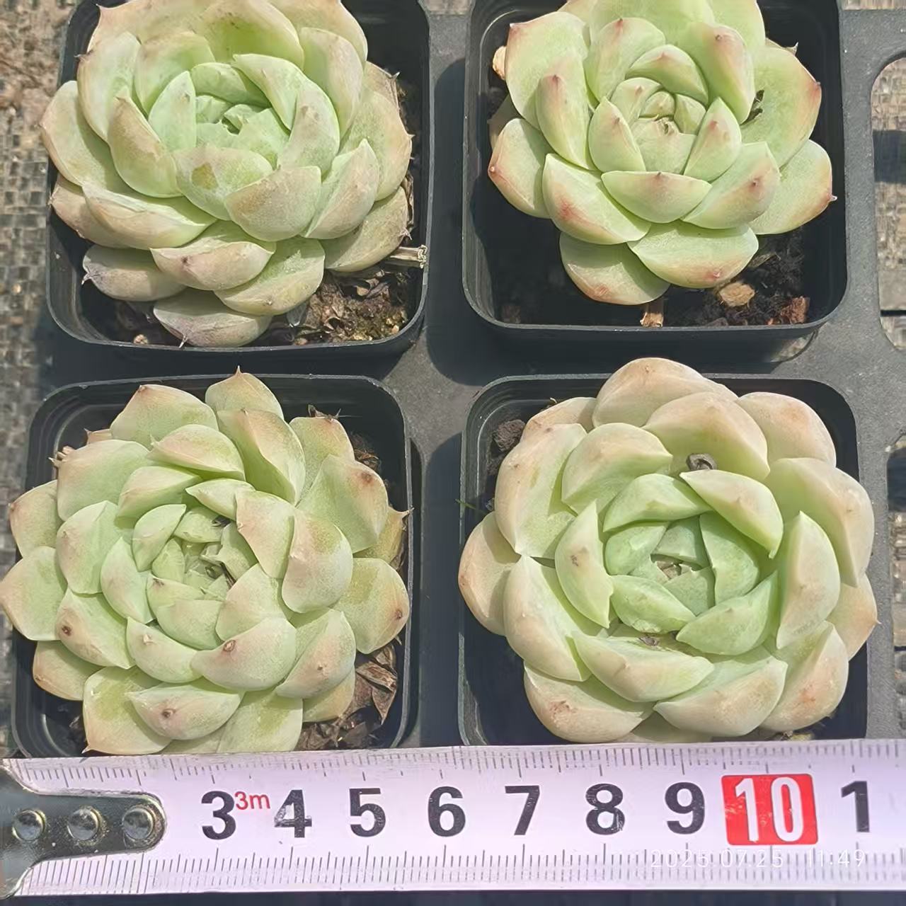 GR371 ホワイトソーダ(6.5cm pot)