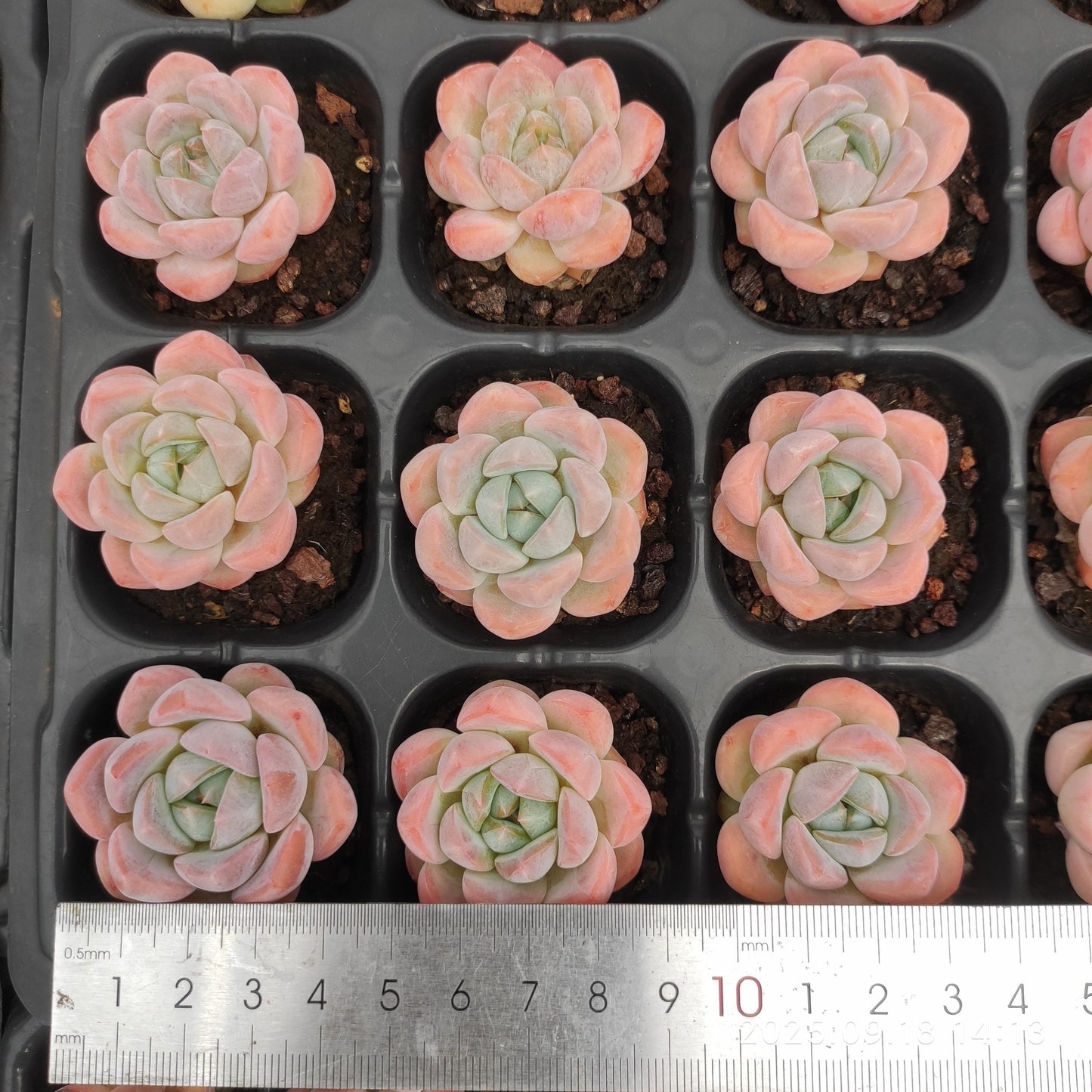 LMM365 スター プラス(3cm pot)
