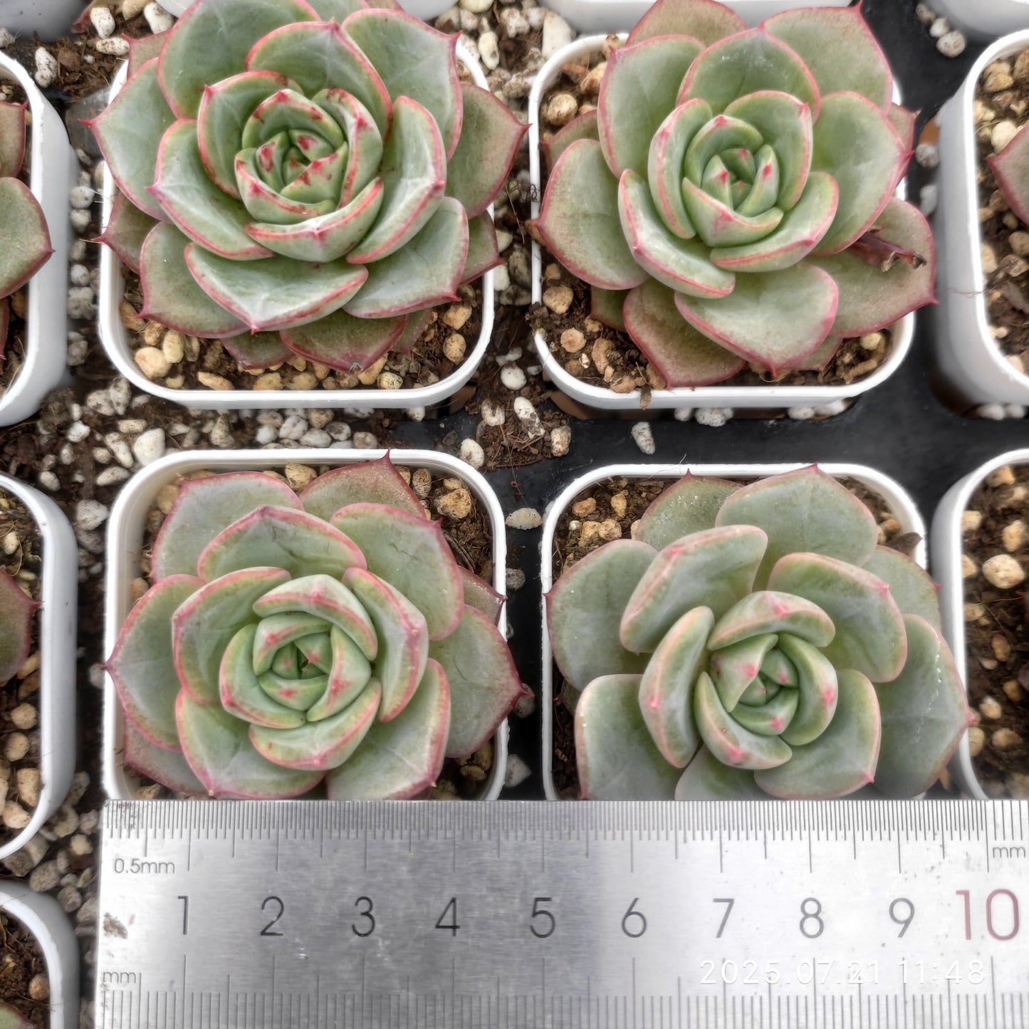 MMY977 ブライト フェザー(5.5cm pot)