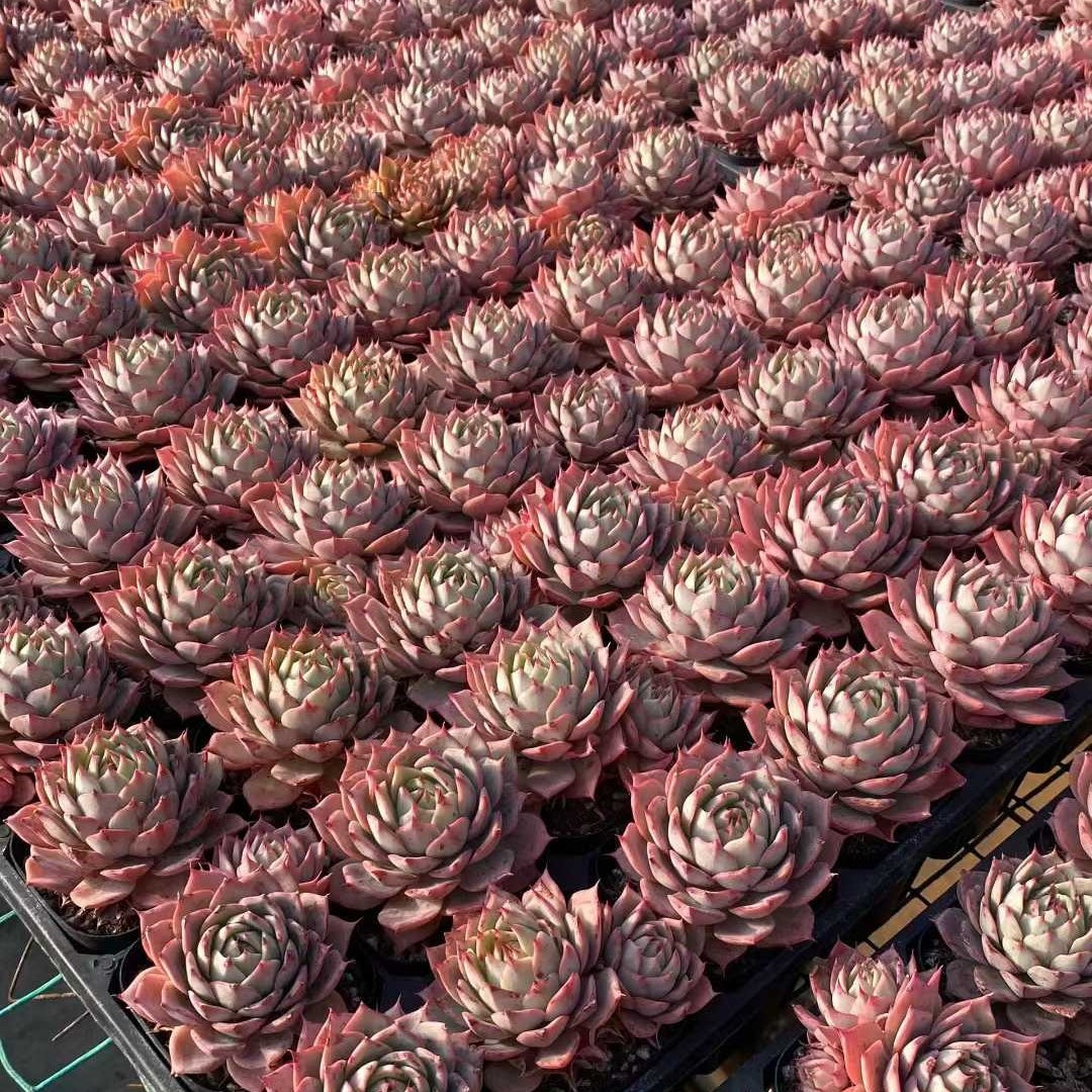 20712 リンドシアナー