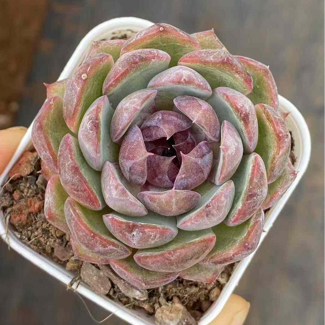 BL1816 ブラック クィーン Hyb(6.5cm pot)