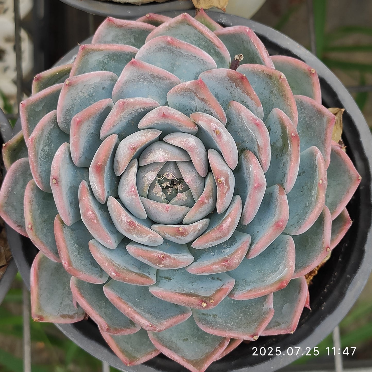 NGN288 パイレーツ/海賊(12cm pot)