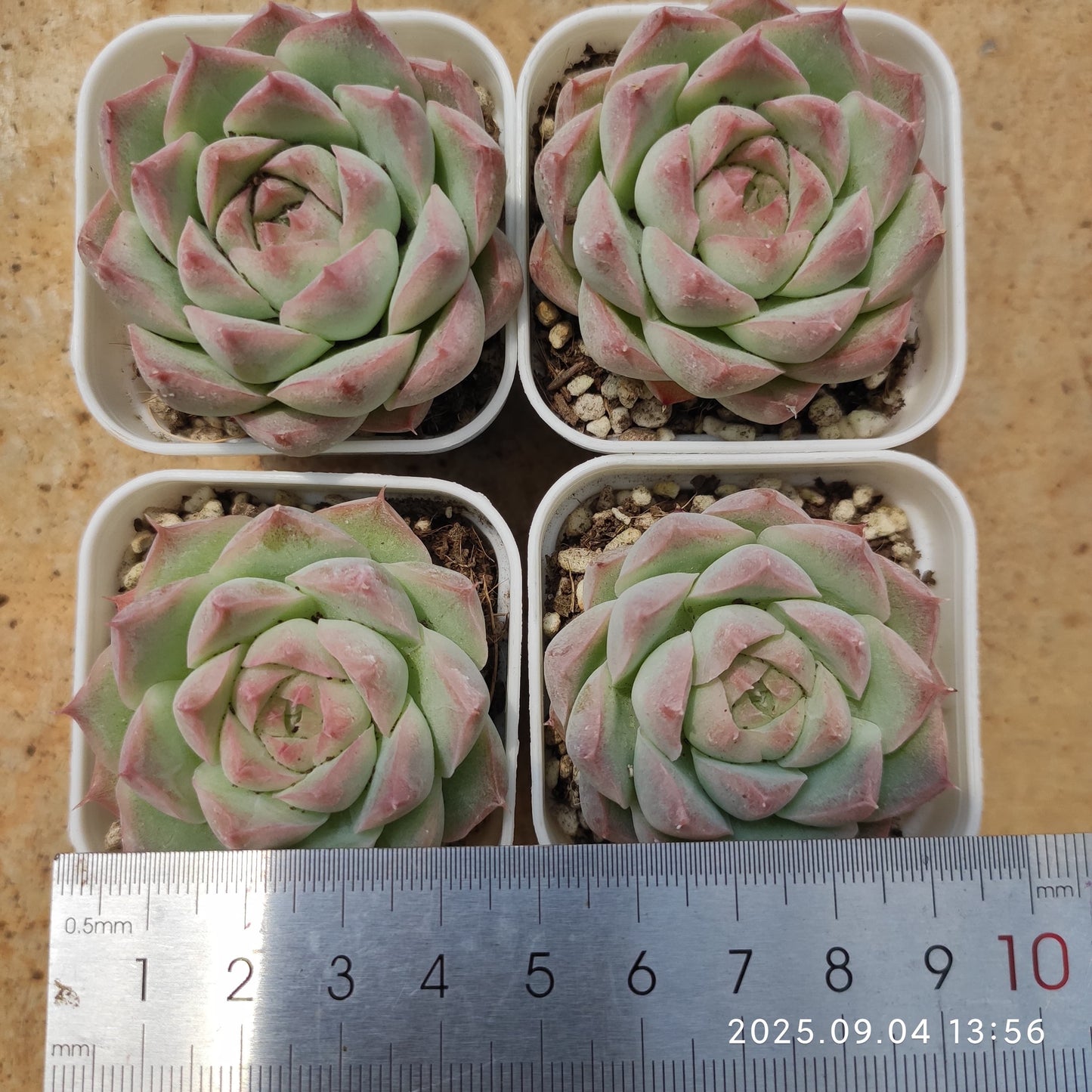 MMY1240 クイーンオブピーチ(5.5cm pot)