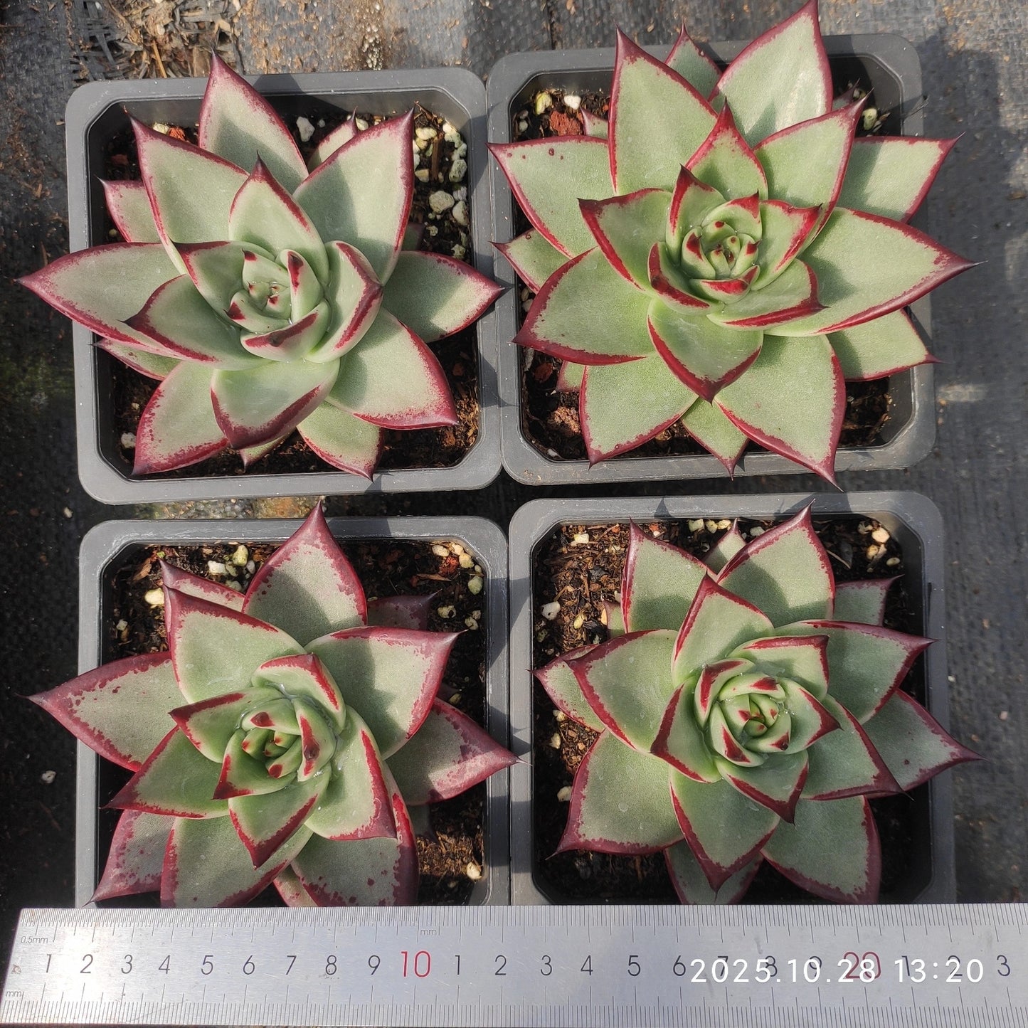 DQ192 エボニー(12cm pot)