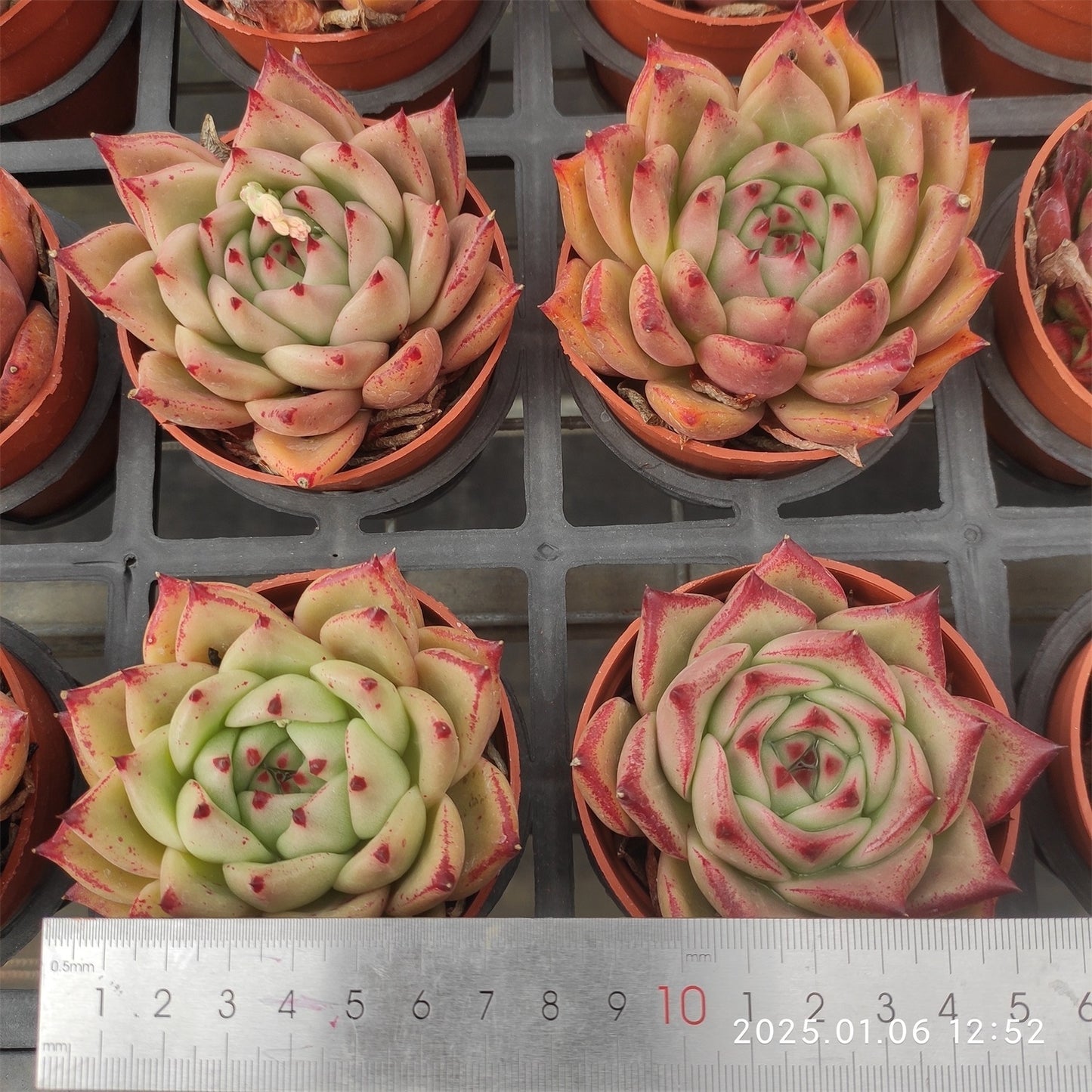 ZXX621 ピンクハニー (9cm pot)