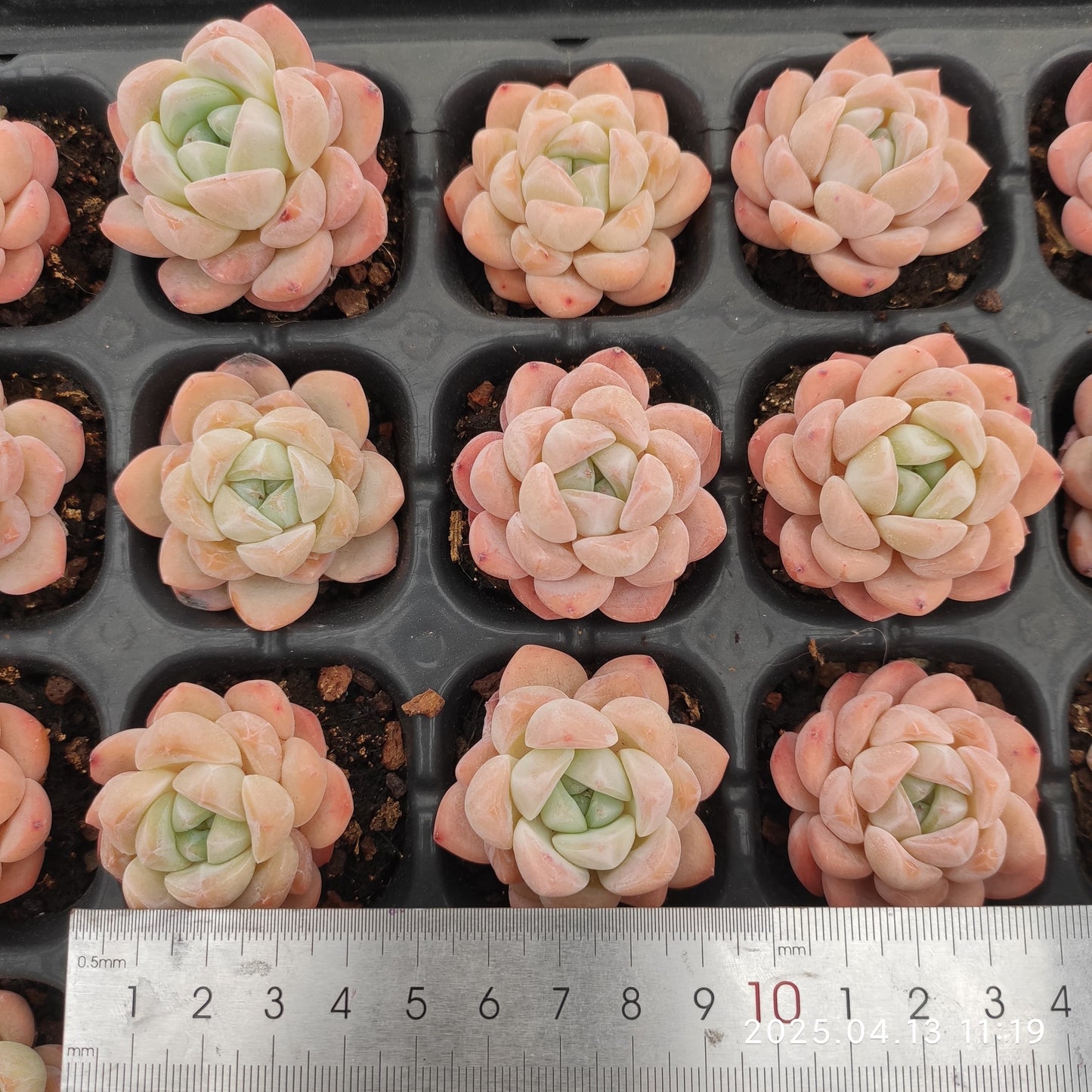 LMM365 スター プラス(3cm pot)