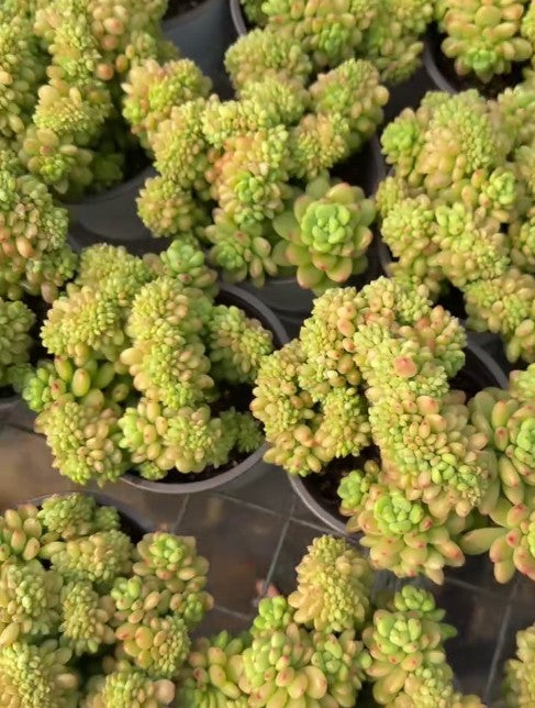 264097 シャングリラ綴化