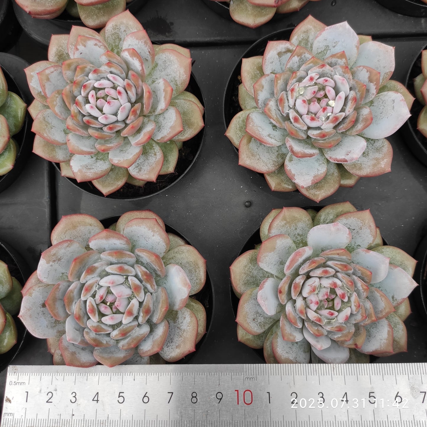 MMT777 スター モンロー(9 cm pot)