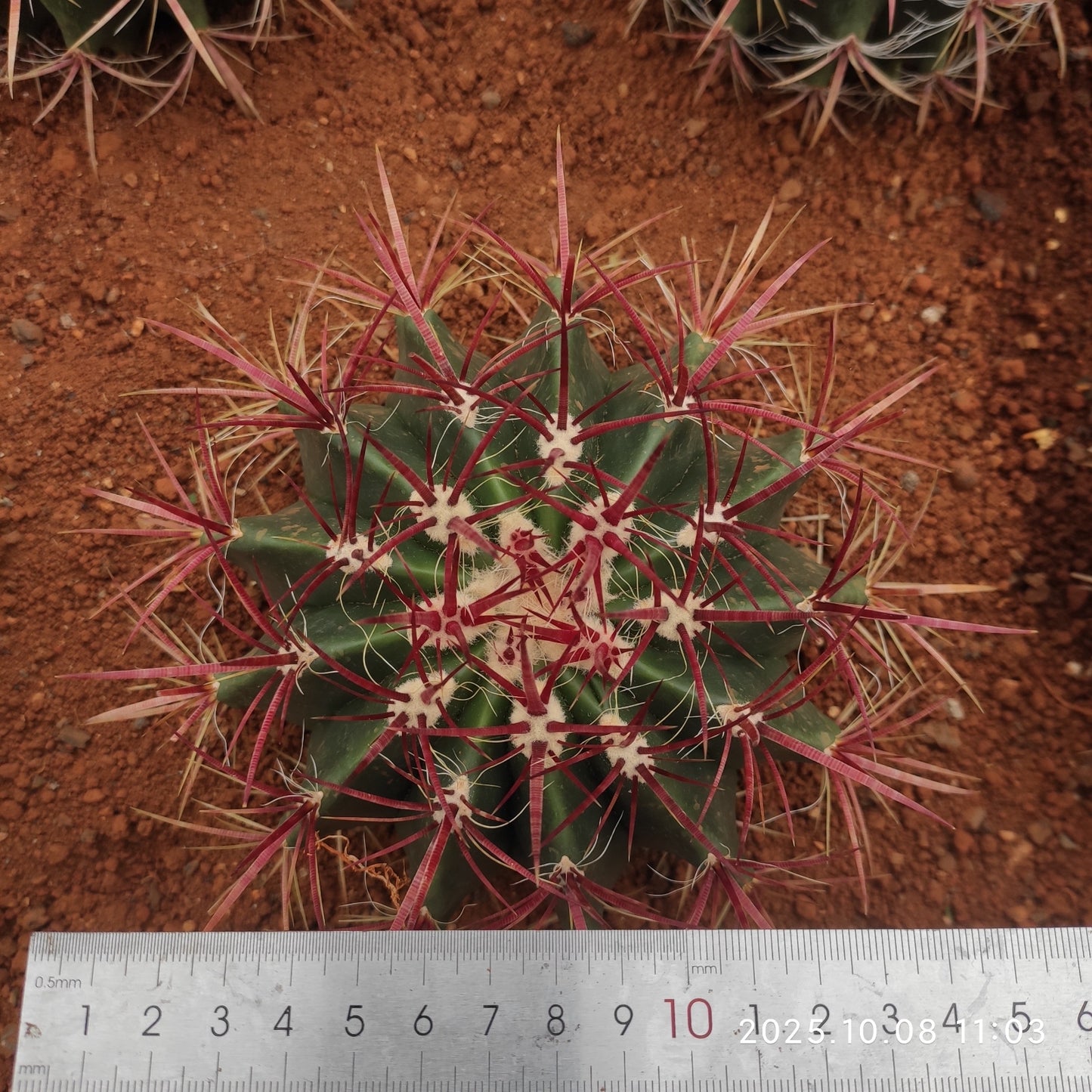 DMC055 フェロカクタス 赤凰(20cm pot)