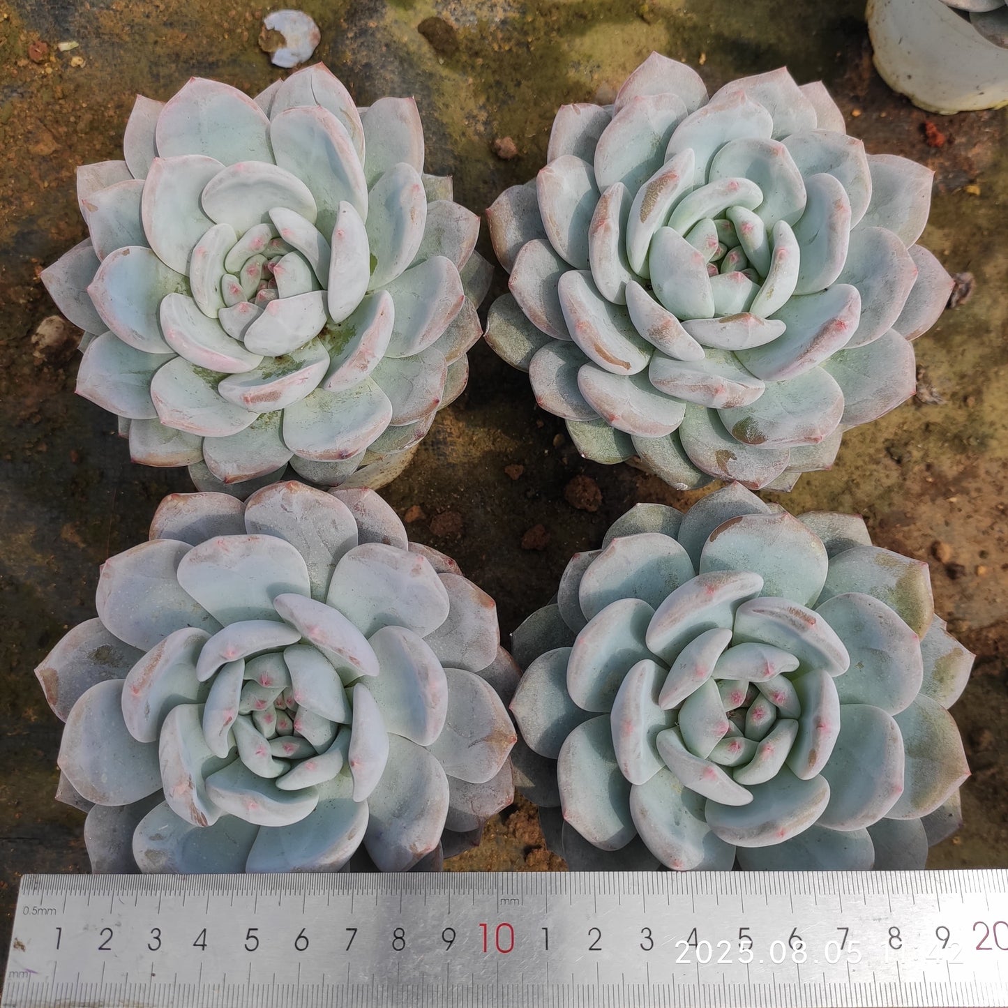 LXX002 オレンジモンロー(9cm pot)