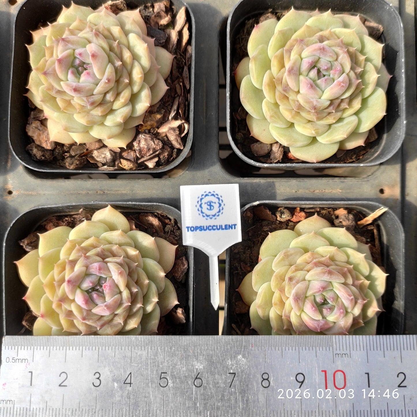 25680 ジェリー グミーズ