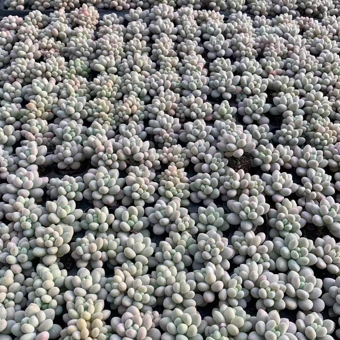 23453 オーベファーラム ジェニーHyb(3cm pot)(ポット苗)