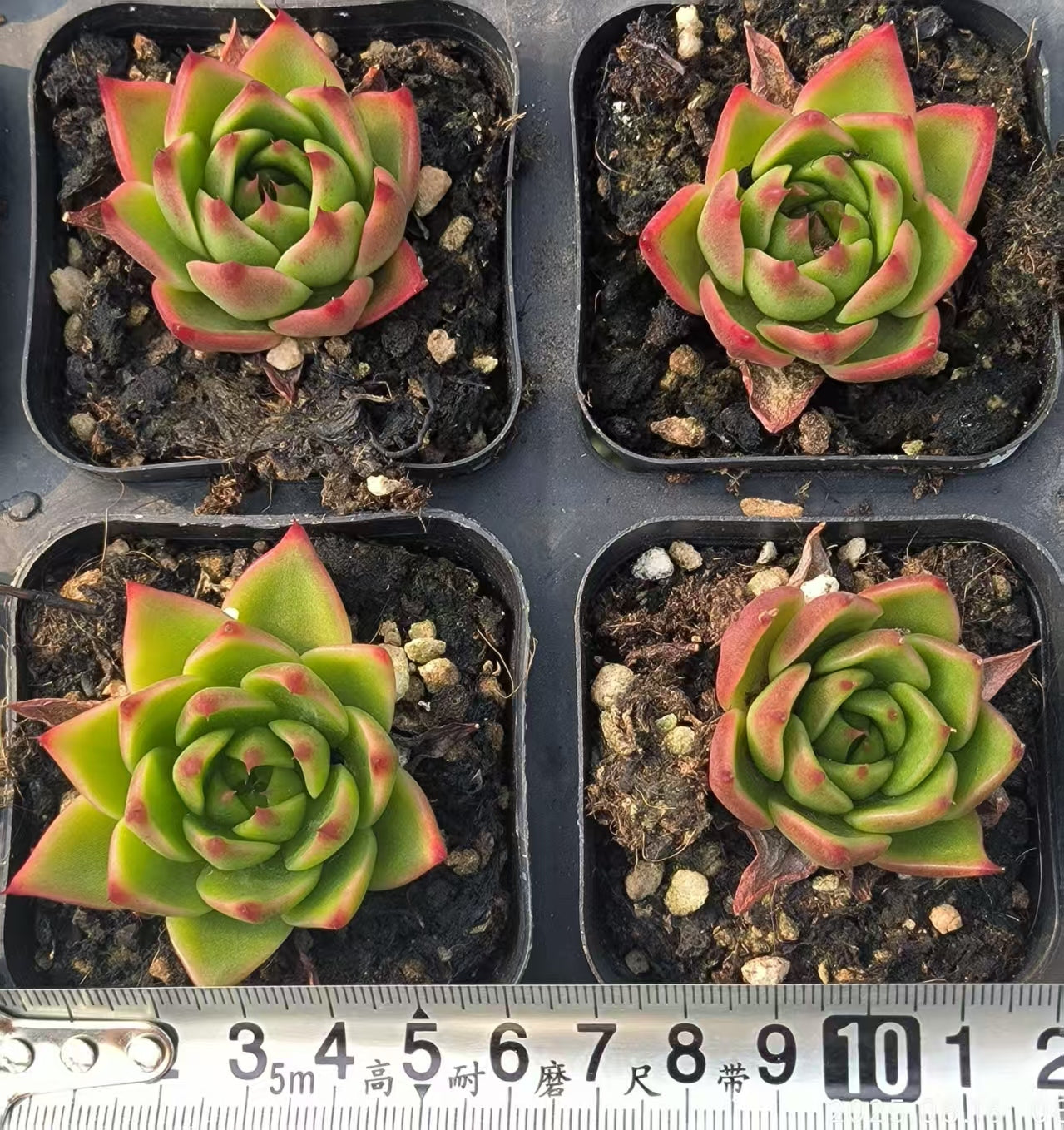 LG790 赤龍(6.5cm pot)