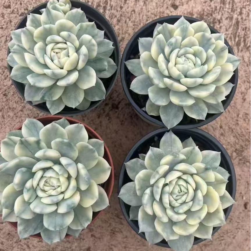ZH038 ベリー錦(9cm pot)