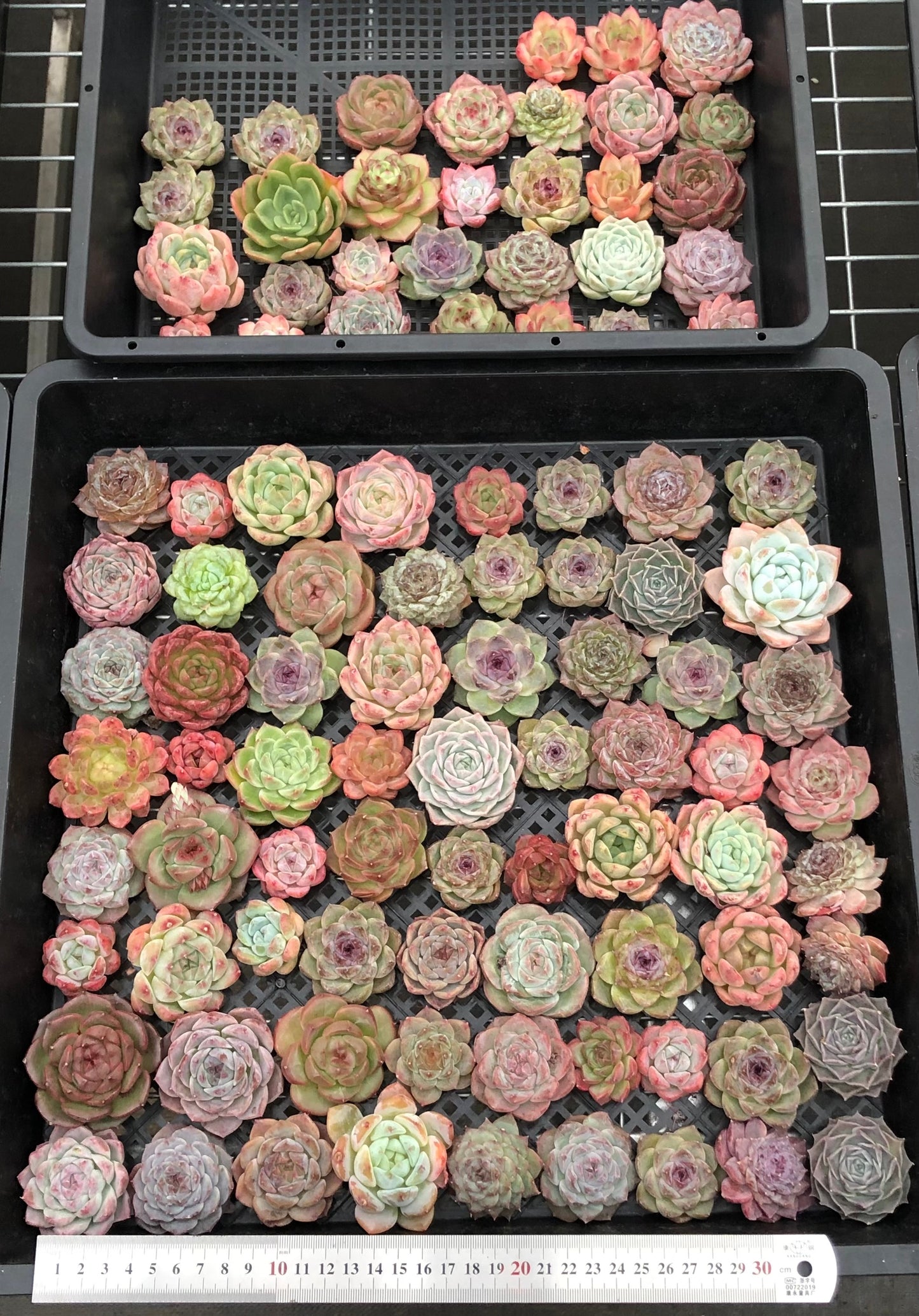 20076 ミックス苗100株(4cm pot)14