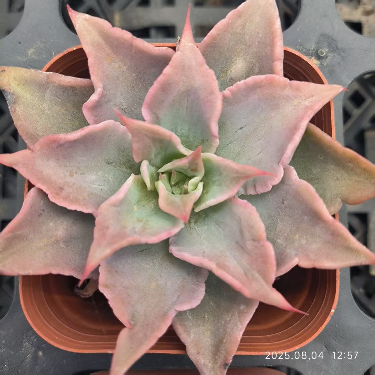 RDD310 レッドマディバ (6.5cm pot)
