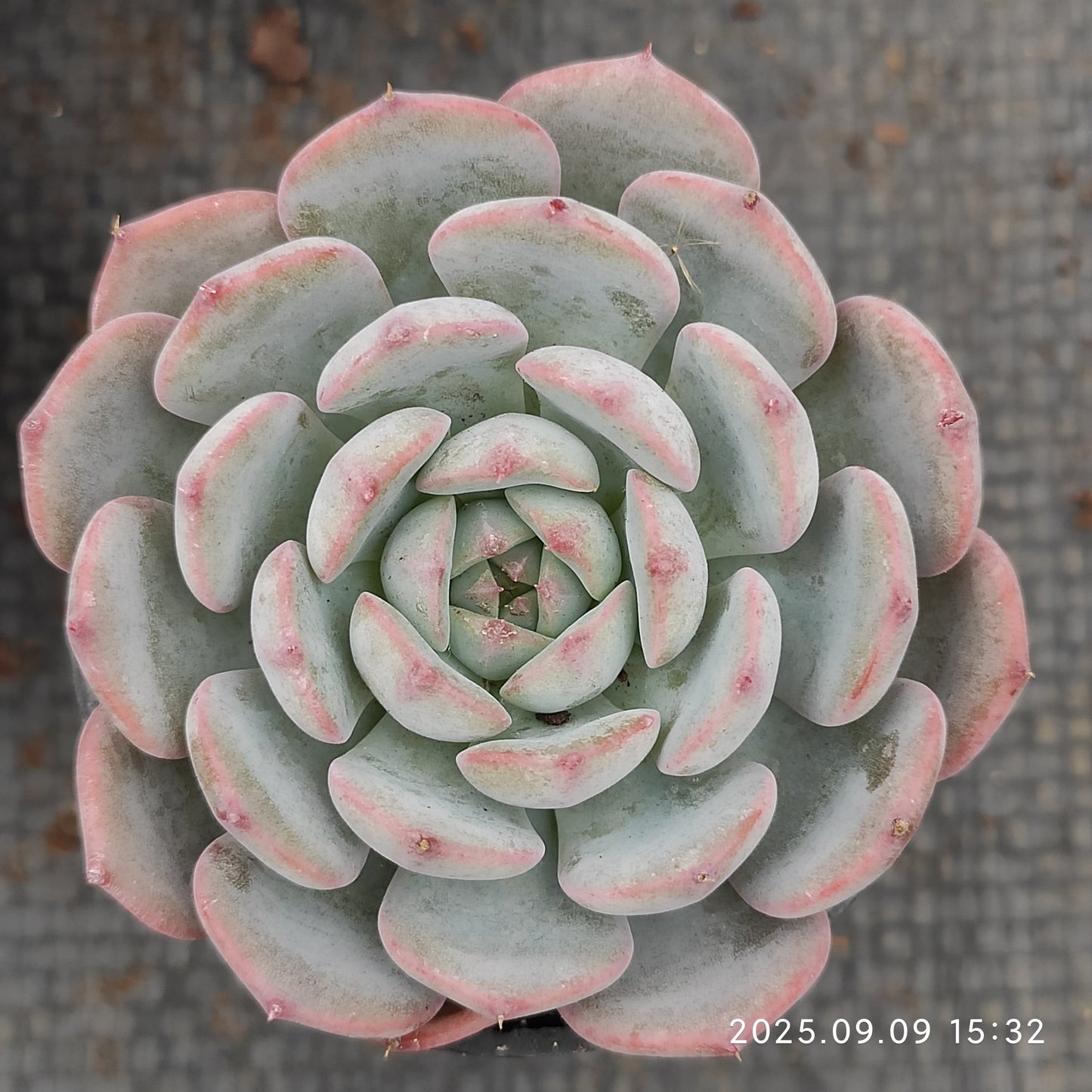 MMT465 マグパイ ブリッジ(7cm pot)
