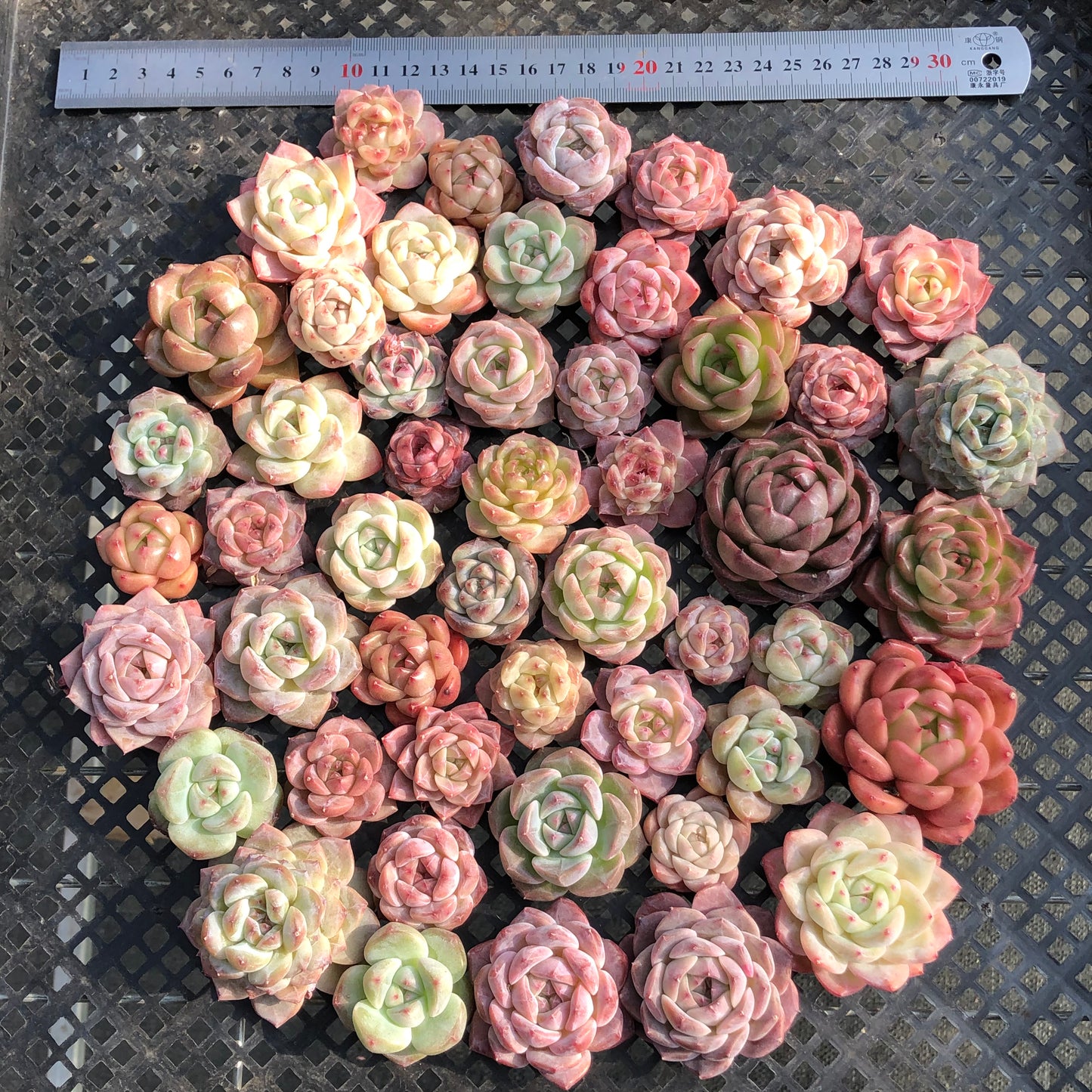 22048 ミックス苗 22