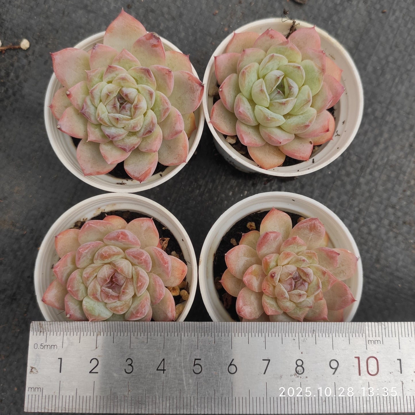 DQ194 スノーフェイス(6cm pot)