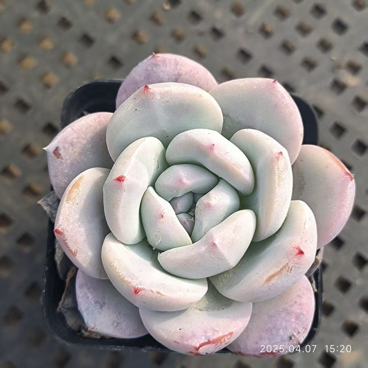 GR368 スタードリーム(6.5cm pot)