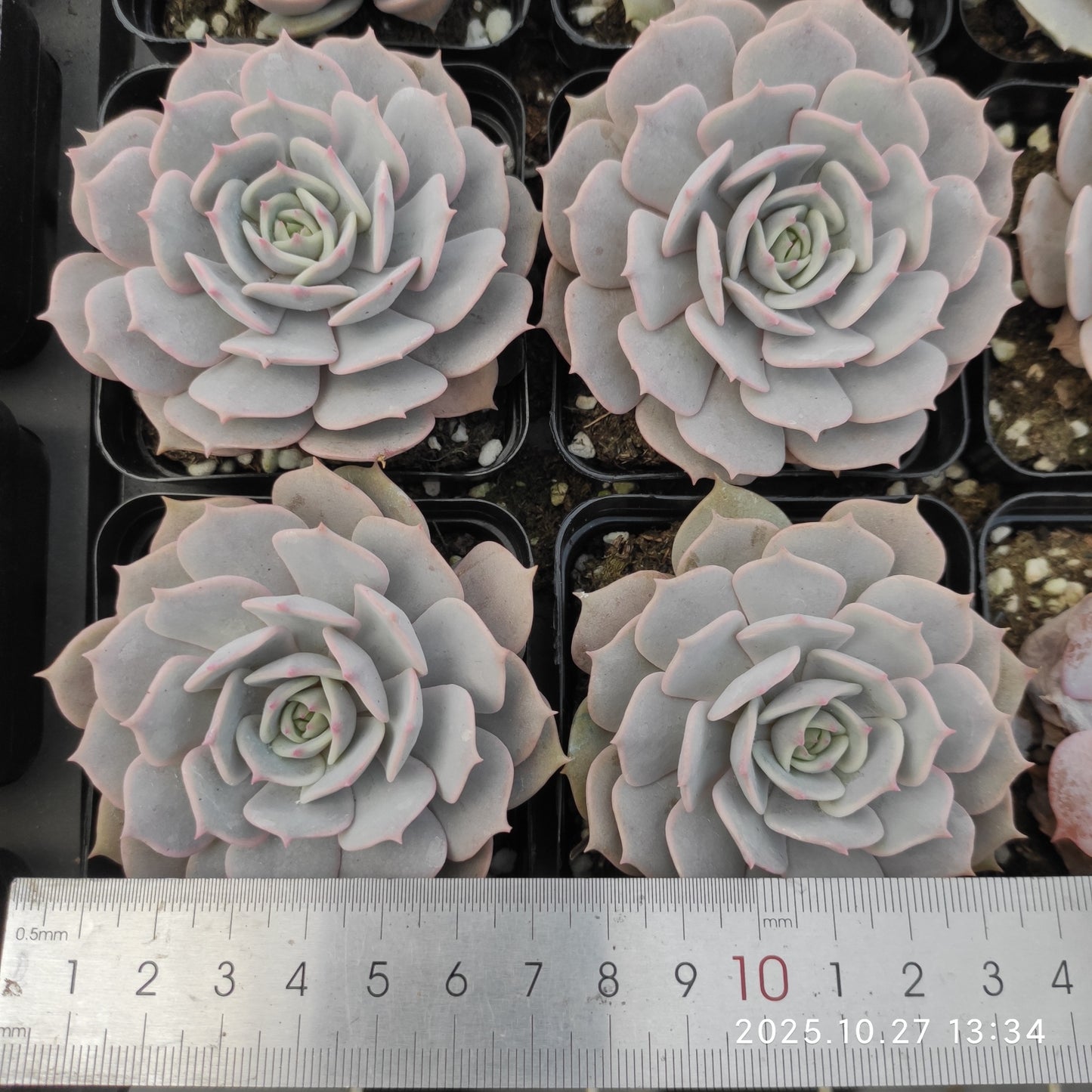 HG120 ピンクバタフライ(7cm pot)