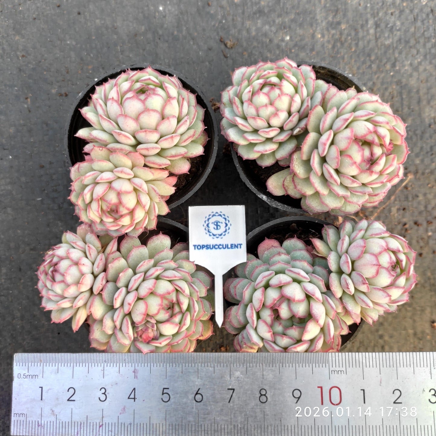 24774 グロブローサ