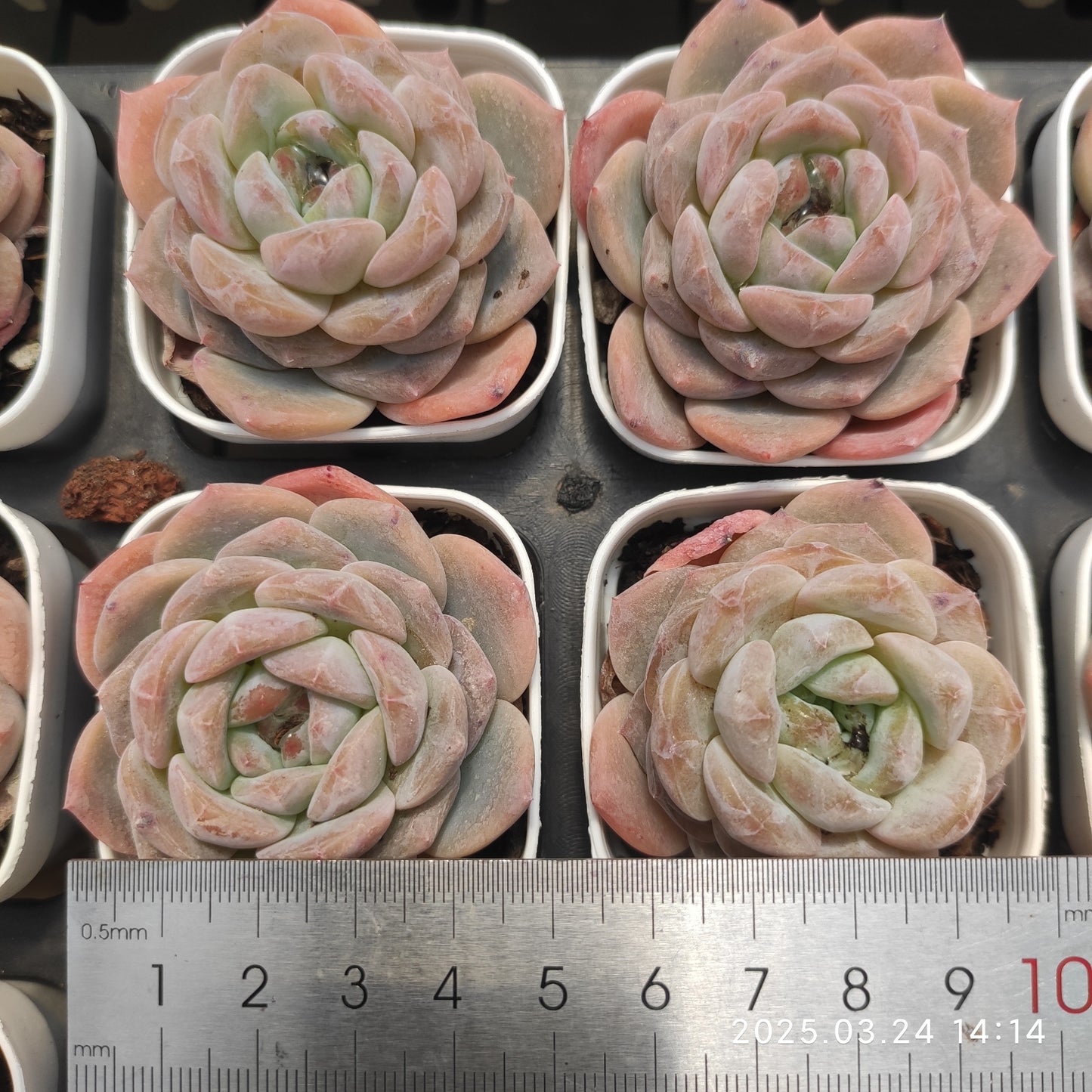 MMY1145 スノー タワー (5.5cm pot)