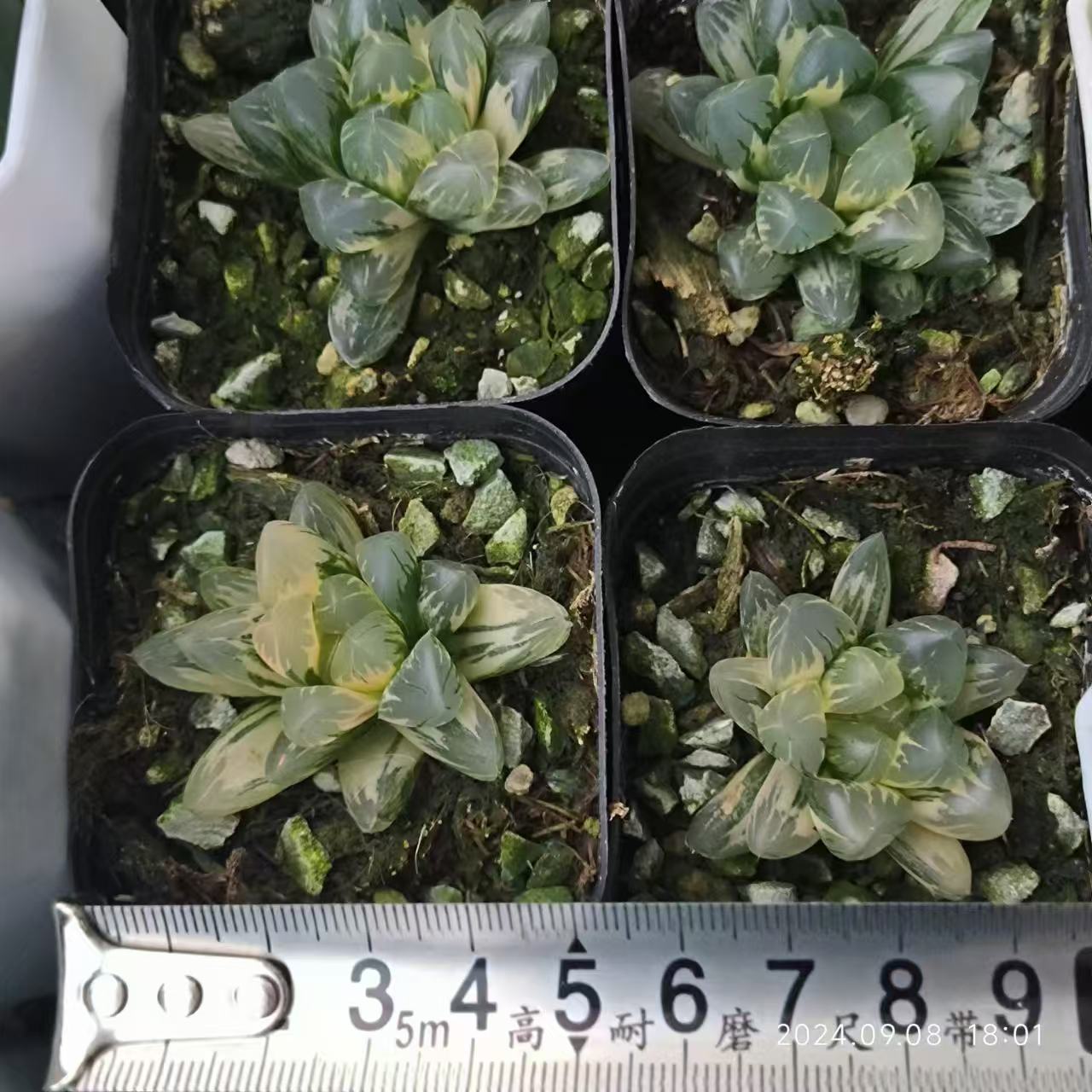 13190 ハオルチア 北極の光