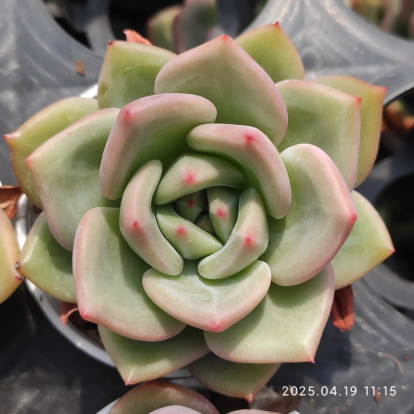 ZZA266 ホワイトナイト(白夜)(5.5cm pot)