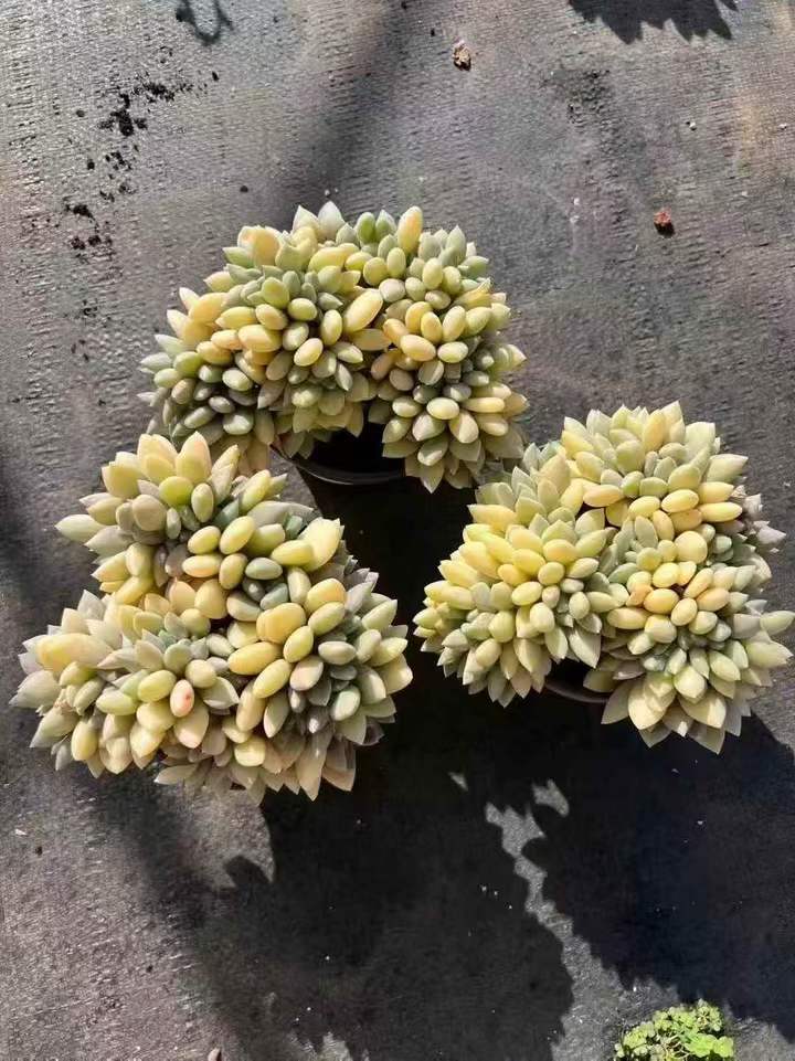 263021 エクスパトリアータ綴化