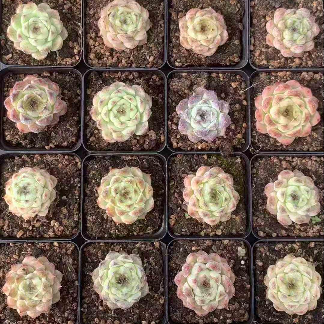 BL997 ホワイト スジョン (7cm pot)