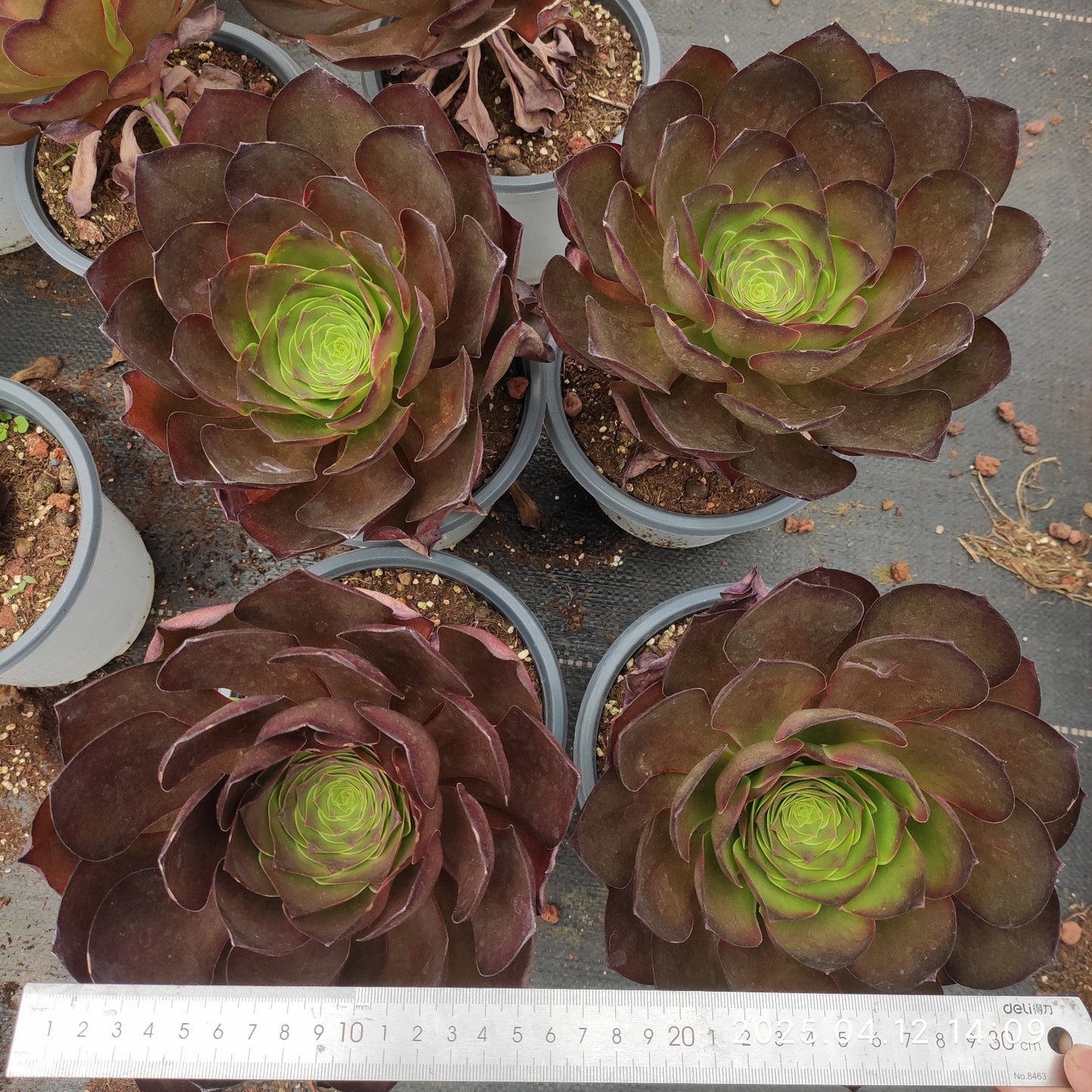 YF434 チャーム ゴールド(310cm pot)
