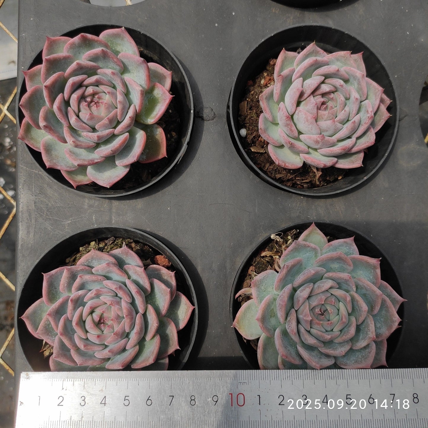XY365 ピンクダイヤモンド(10cm pot)