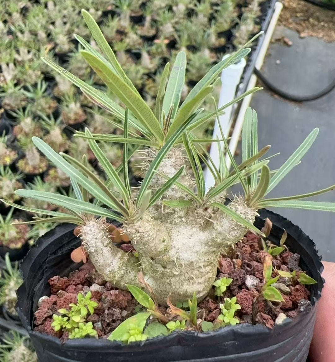 FGY005 パキポディウム グラキリス (4cm pot)葉がなし