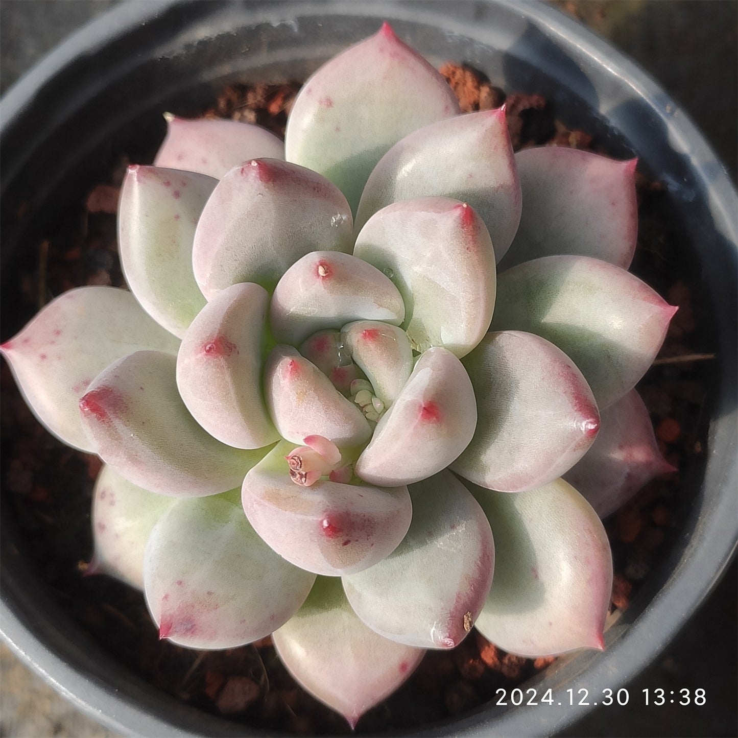 XQ489 アップル ミルク (9cm pot)