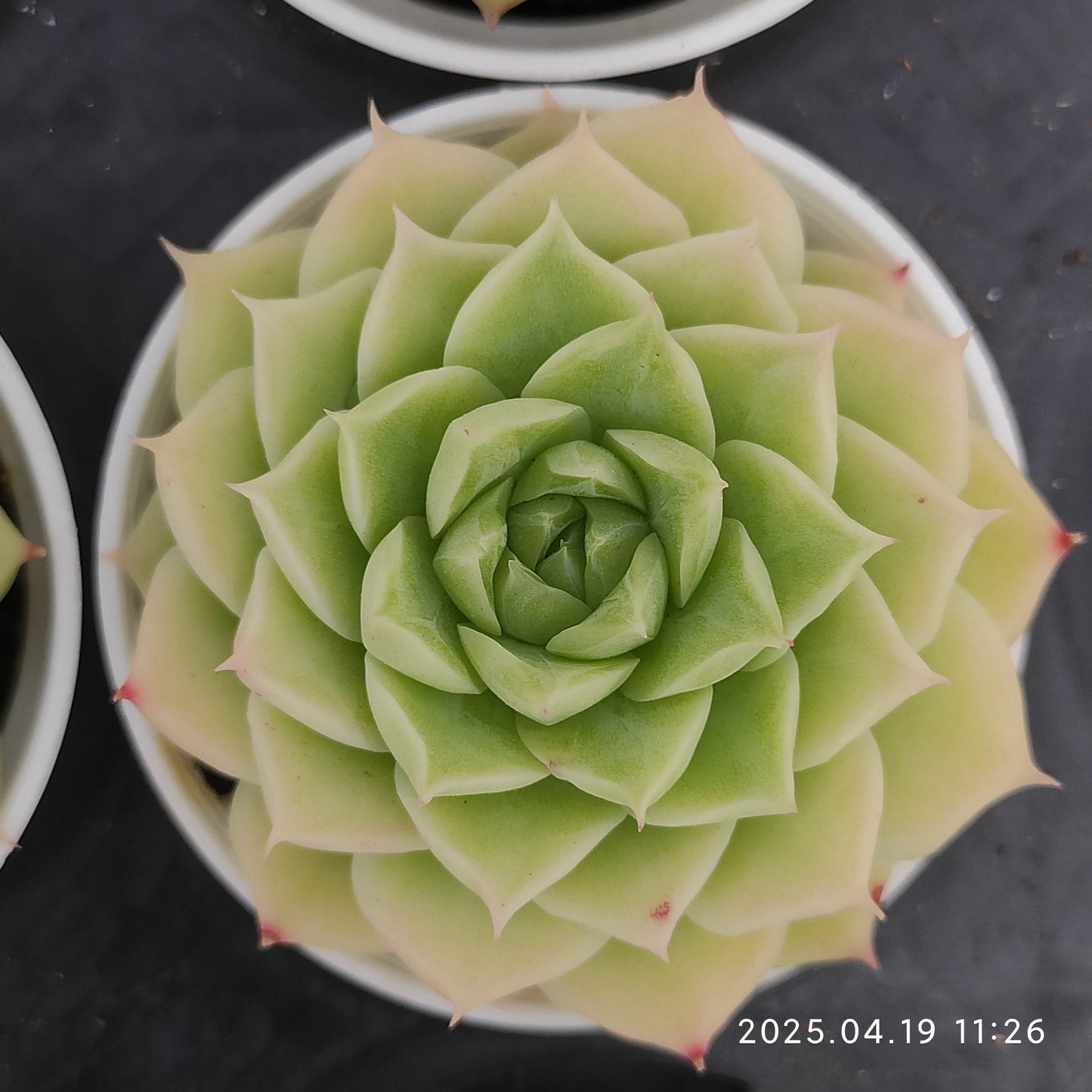 ZZA243 マルガンhyb (7cm pot)