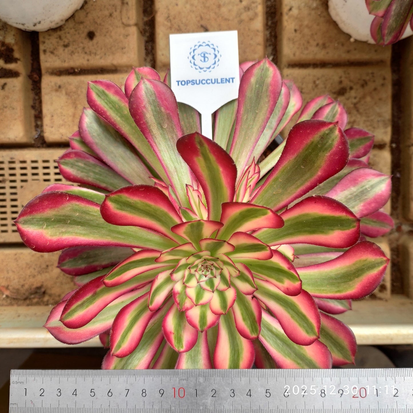 24039 アエオニウム ガーネット