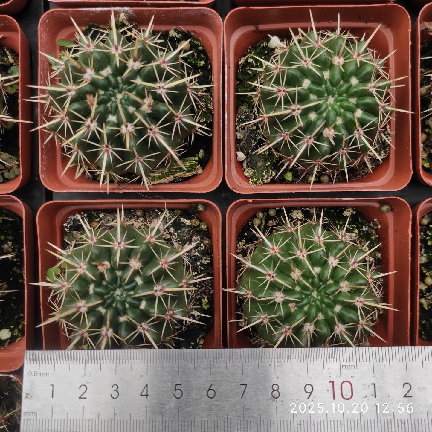 ZXX425 獅子王丸(7.5cm pot)