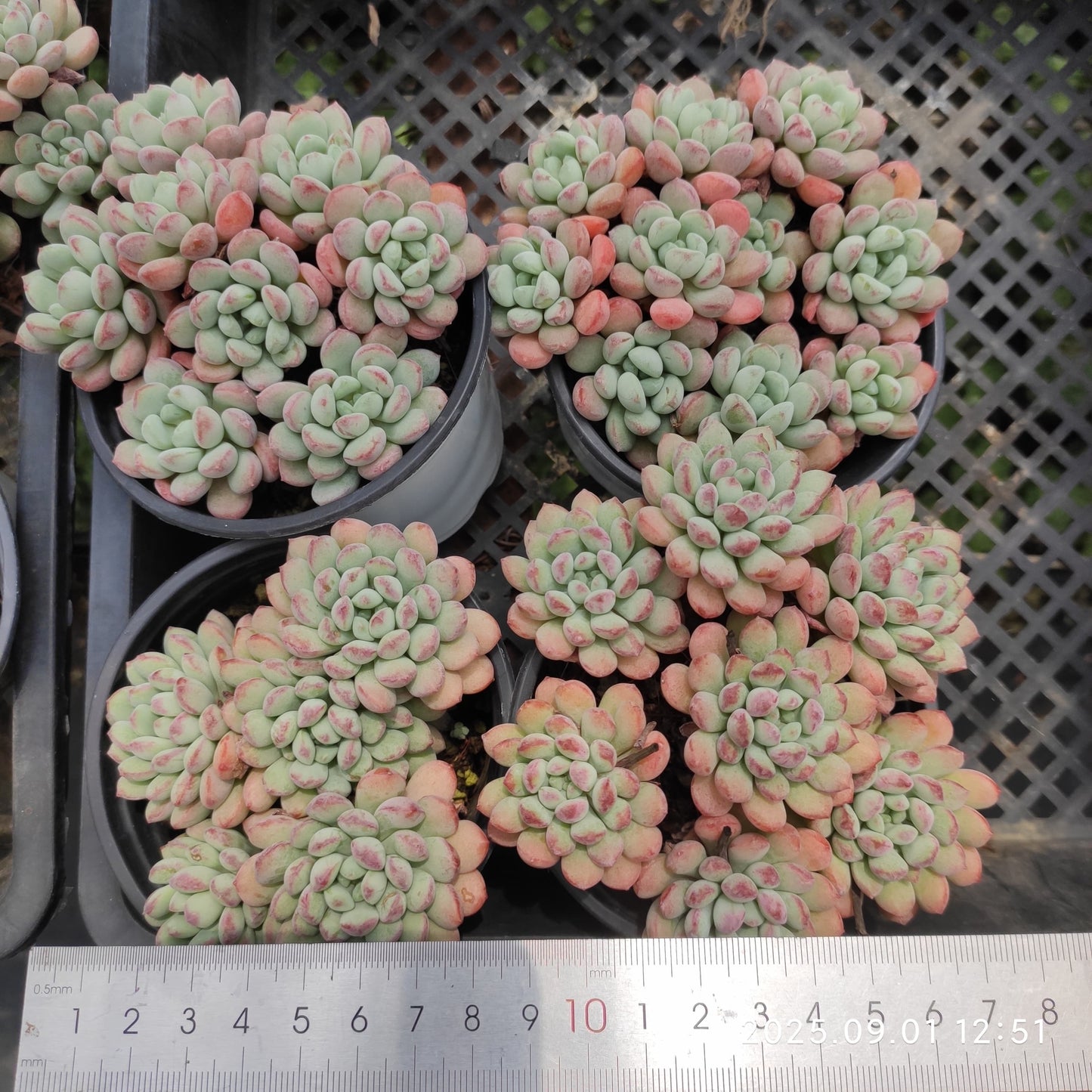 QN793 リトルレッドエッグ(9cm pot)