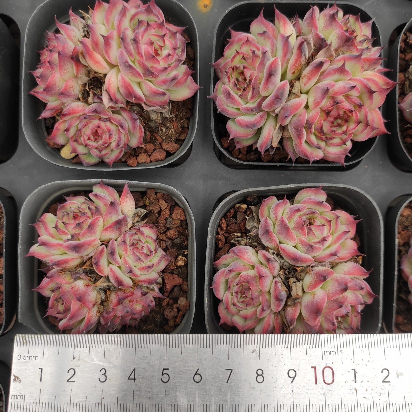 LMM438 マーシェル(6.5cm pot)