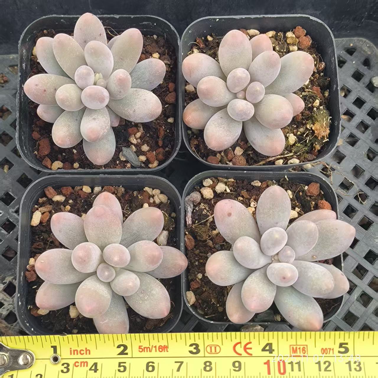 20612 オレンジスノーボール(6.5cm pot)