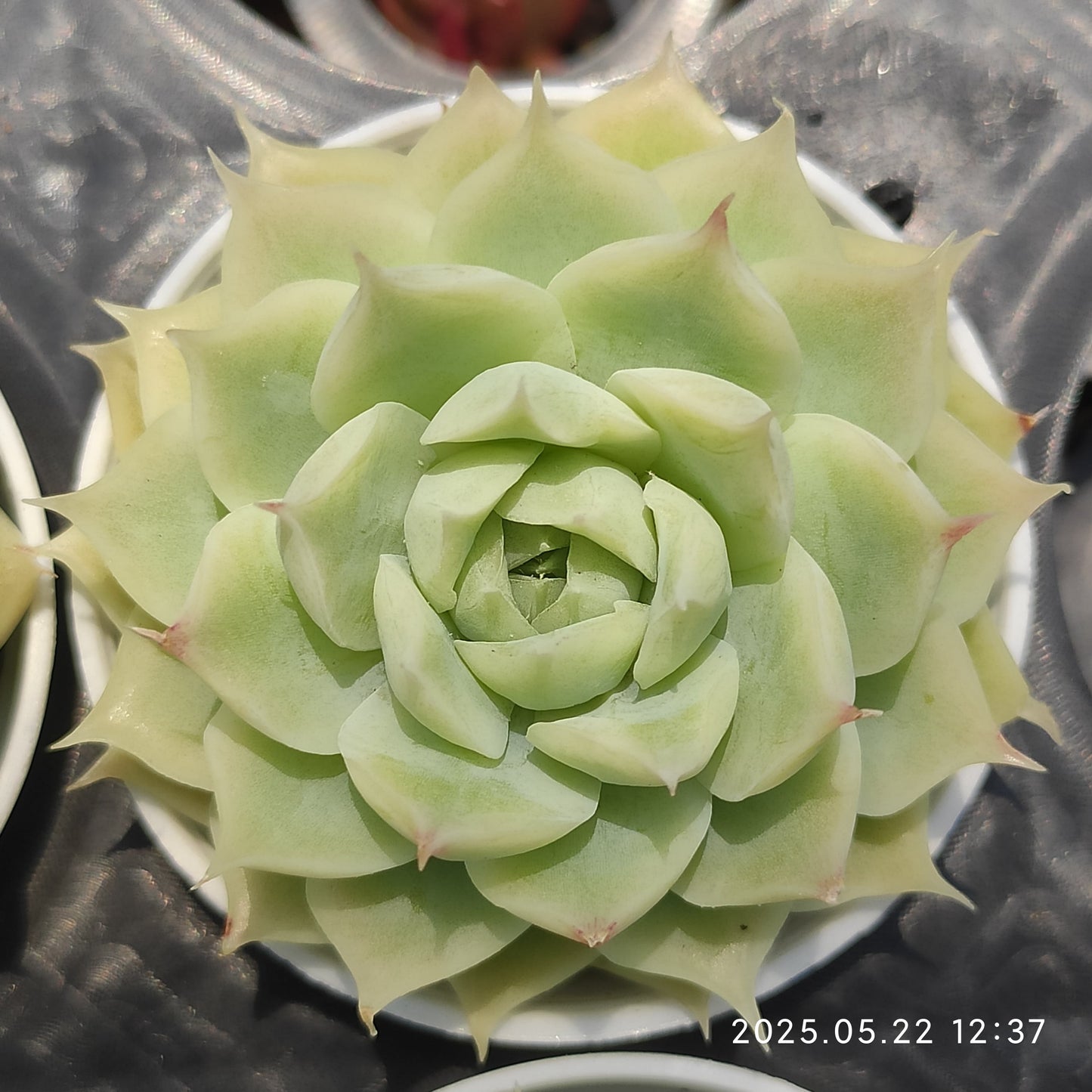 ZZA243 マルガンhyb (7cm pot)