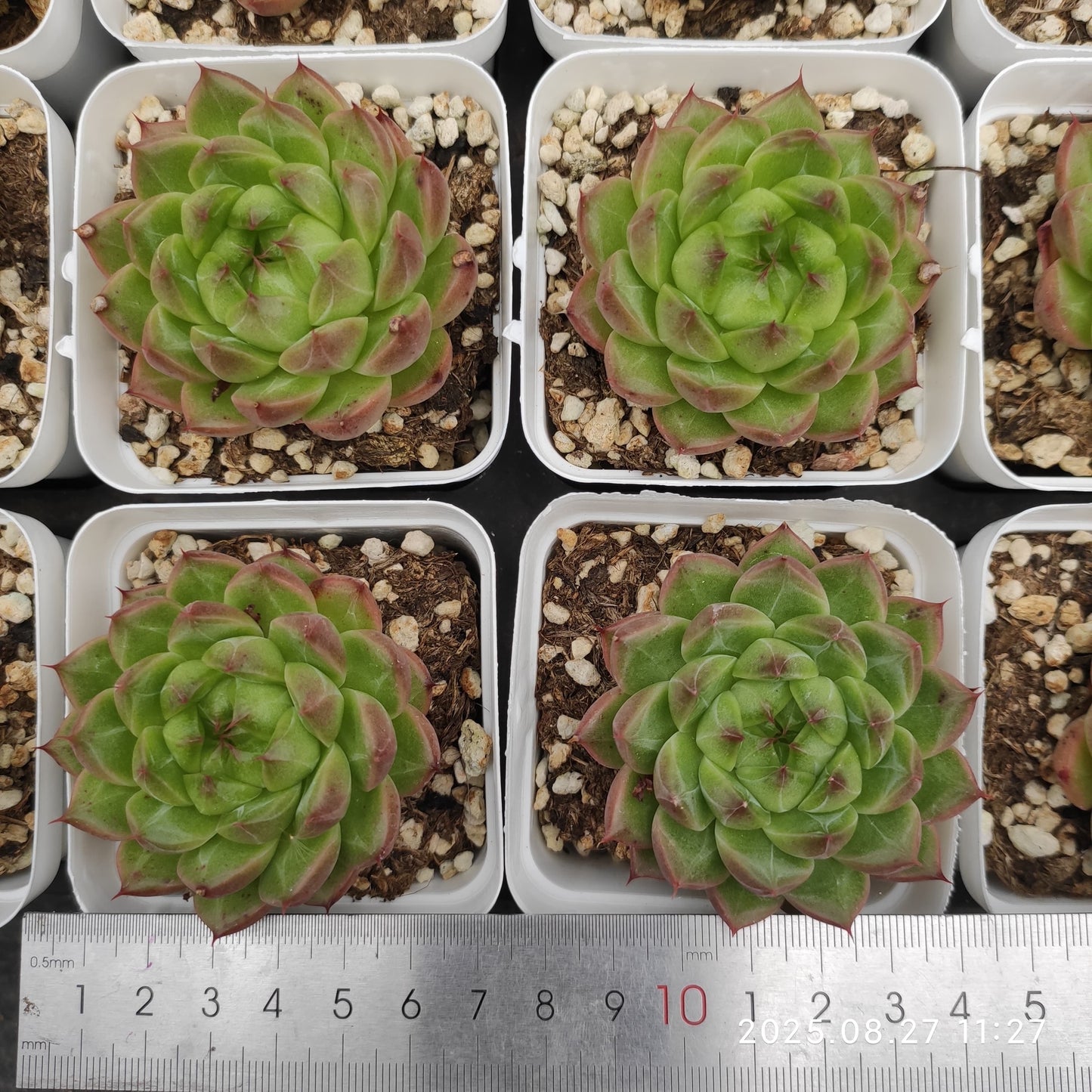 XQ1416 ムーン ラヴァー(7cm pot)