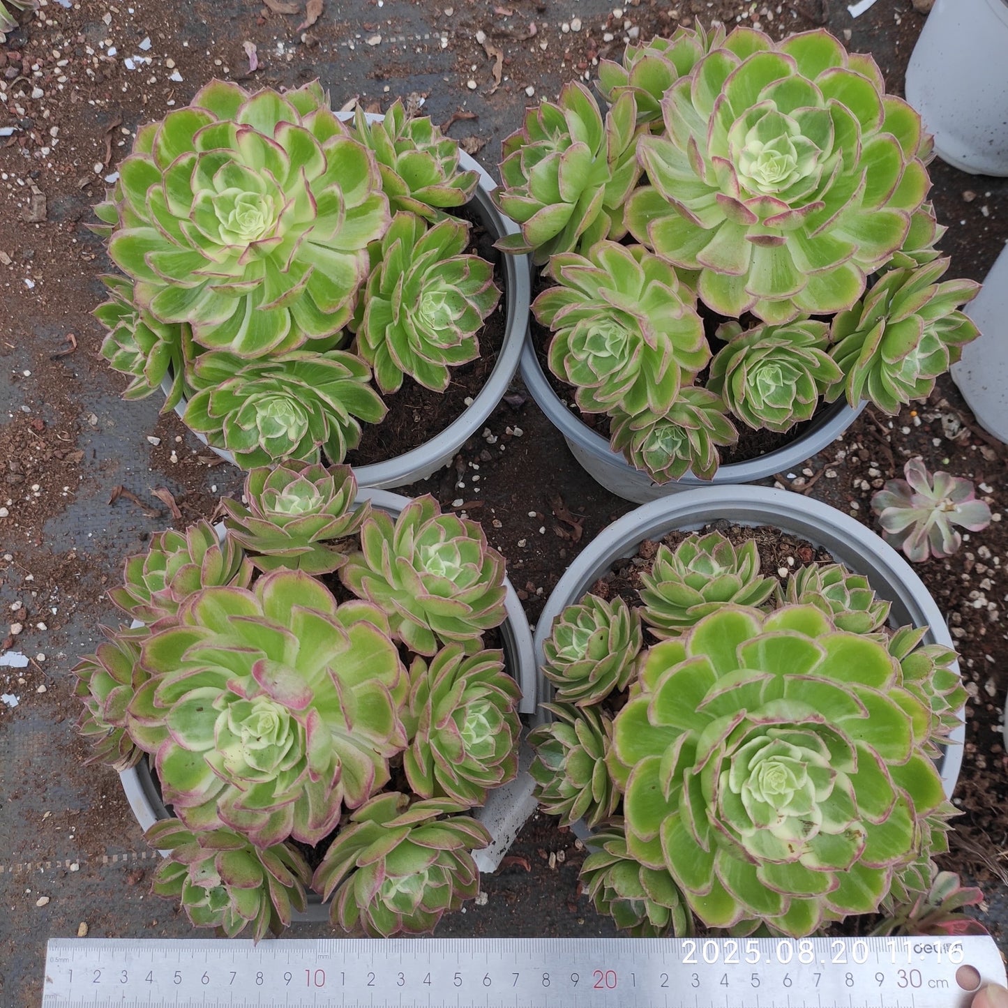 YF417 カロフル ランターンズ (15cm pot)