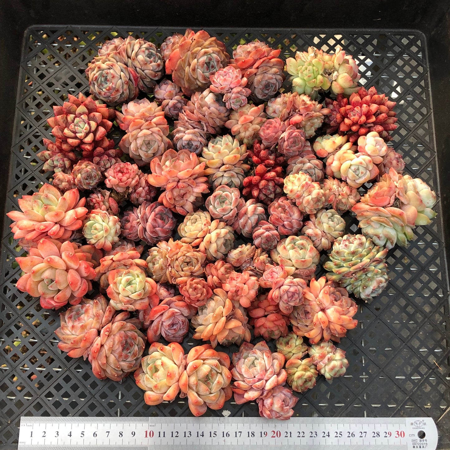 BL2121-001 ミックス苗