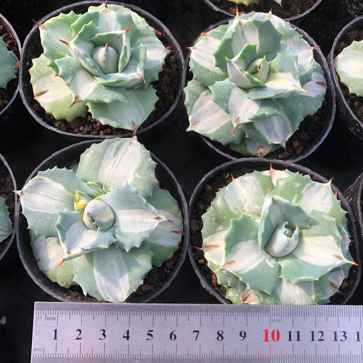 TPKM018 王妃雷神 白中斑(7cm pot)